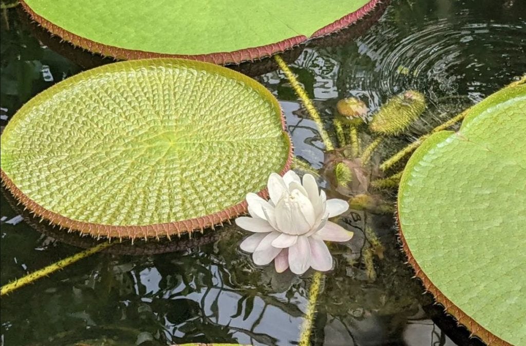 Giant Water Lilies Are In Bloom Now At The Conservatory Of Flowers