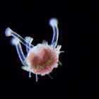 UH OH, FOUND A NAUGHTY BAD BUNNY SONG. Tabs, Tues., Feb. 10, 2026