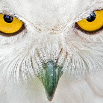 Owl Medicine - Paying Attention with Lisa Weikel