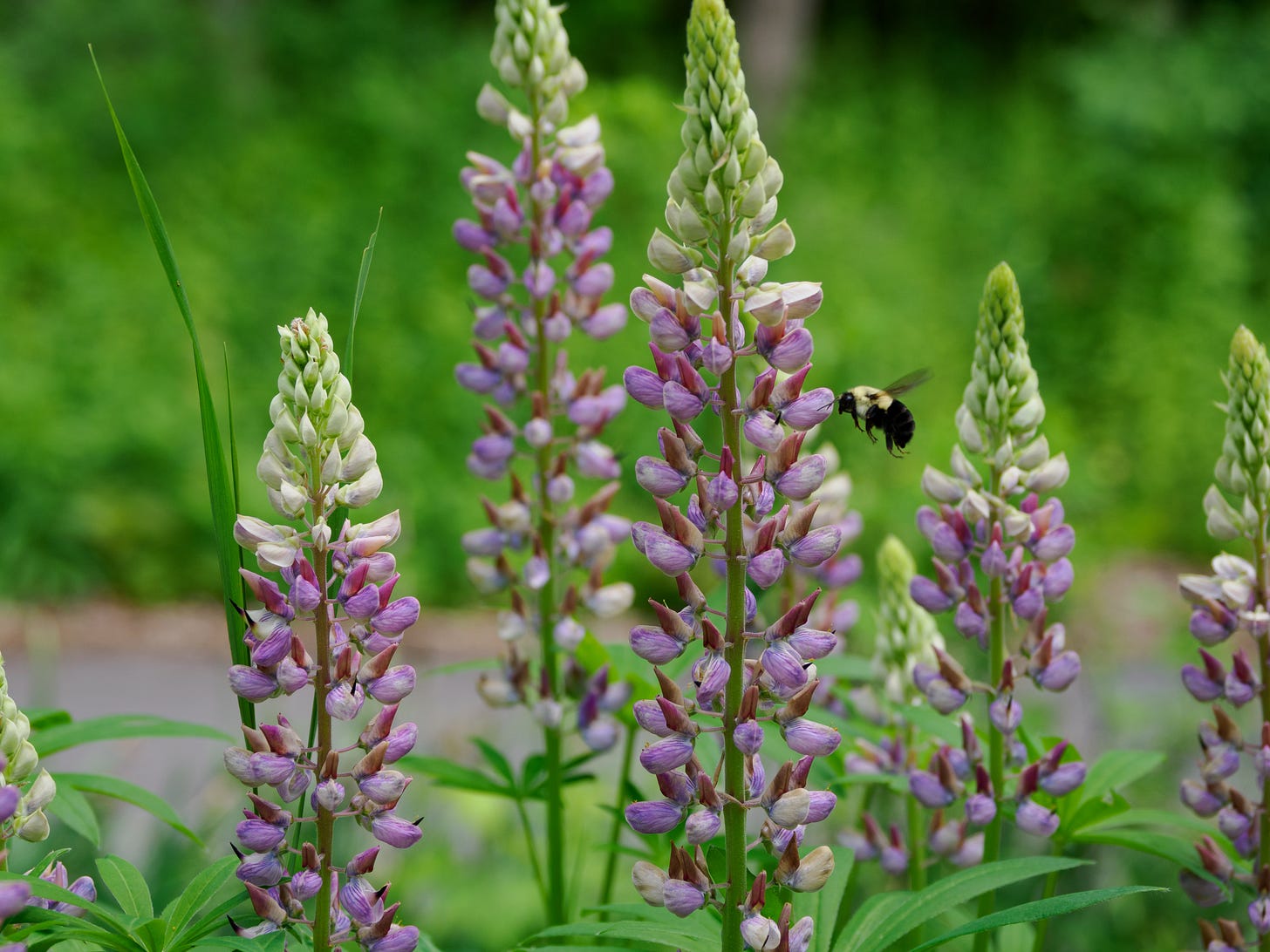 Lupine blossoms