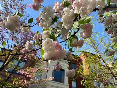 Cherry blossoms