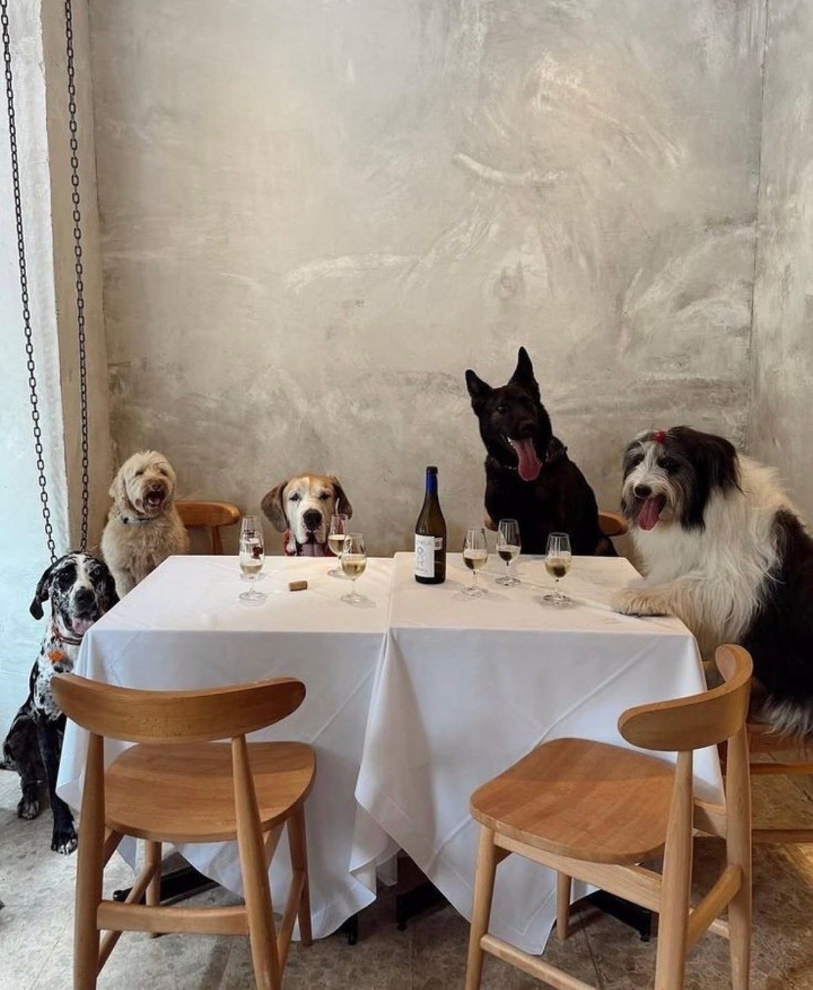 qotd, rumi, sahil bloom, jay shetty, on purpose, feel better, inspirational quotes, book recs, best books, goodreads, humor, iamthirtyaf, illustrations, mental wellness, friends, positivity, confidence, nice news, art, line drawings, linear theory, inspirational quotes, new yorker, poetry, universe, life advice, career, success, positive news, c magazine, ad magazine  dogs, dogsofinstagram, Goldendoodle, petlovers, pets, best sunday afternoon, lazy sunday