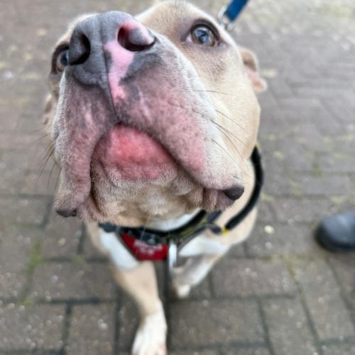 Thank Dog, It's You!