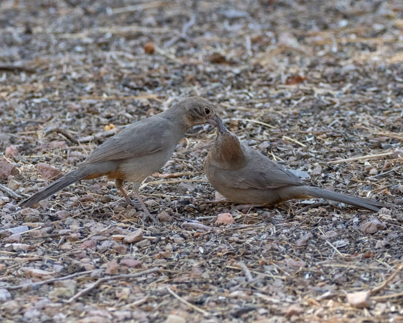 20250430-Chiricahuas-61-Edit.jpg 20250430-Chiricahuas-61-Edit.jpg