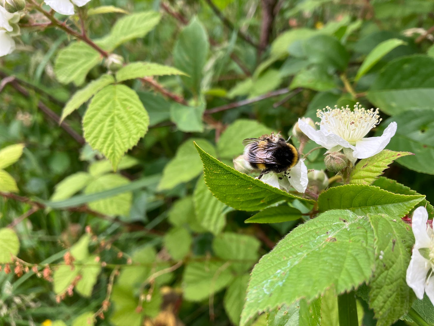 Photo of details of bees wings with bee on blackberry flower