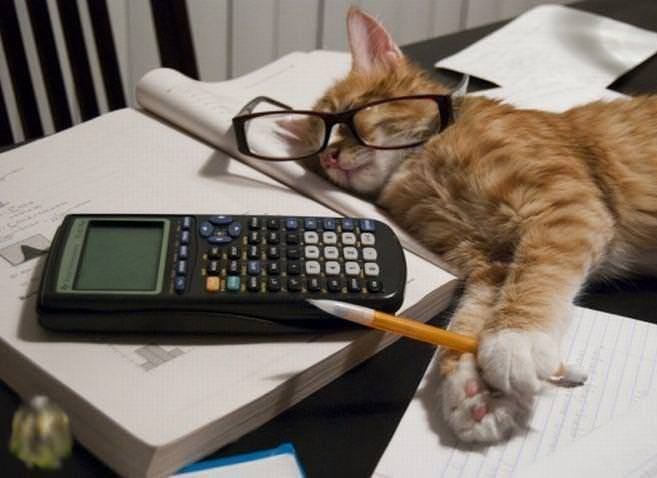 cat studying - Perth Cat Hospital