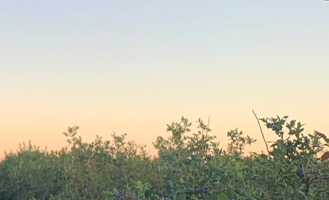 The top of a field of blueberry bushes at sunset.