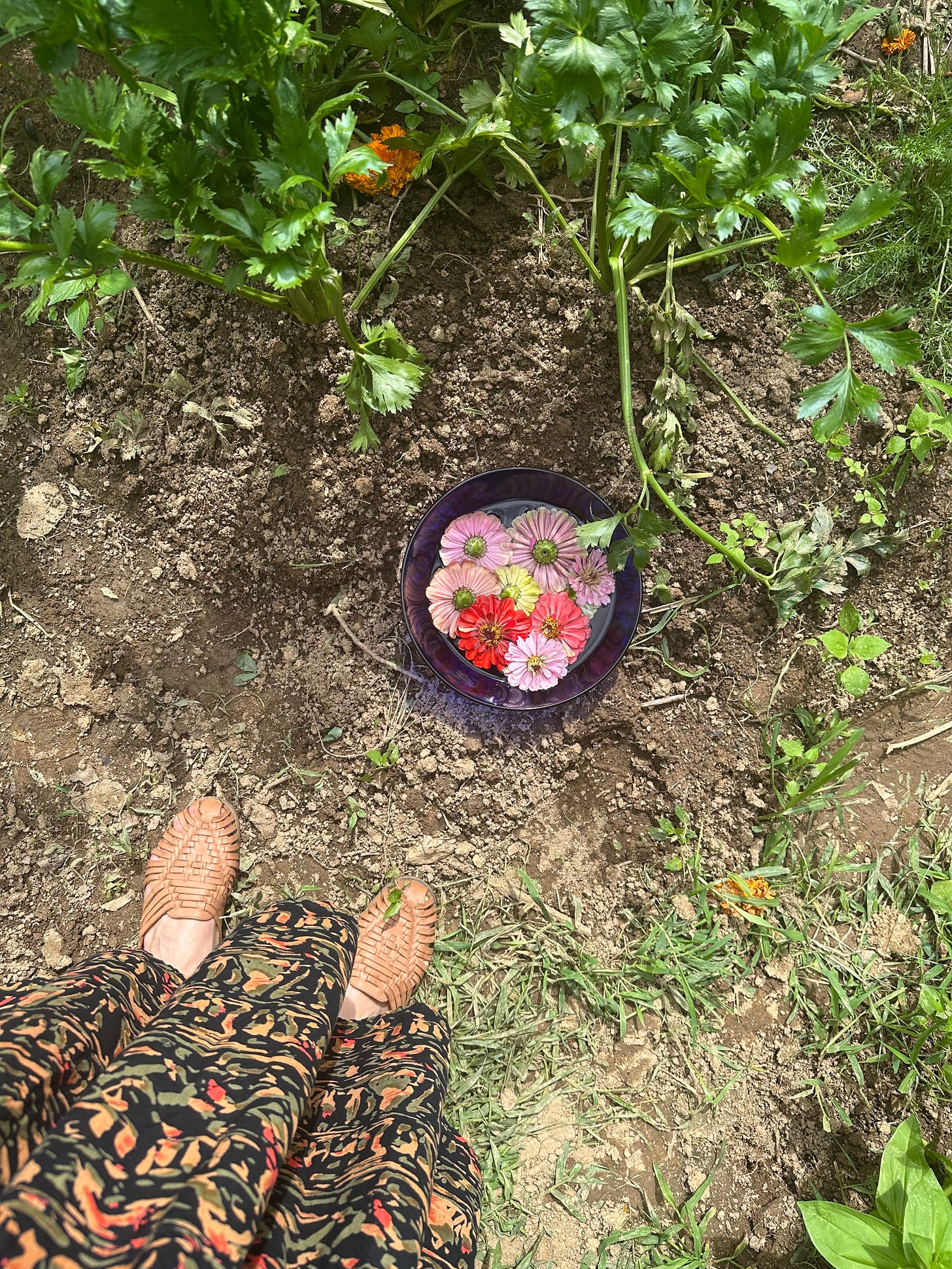 A bowl of zinnia flowers floating in water sits on top of some soil with green leaves growing to their side. 