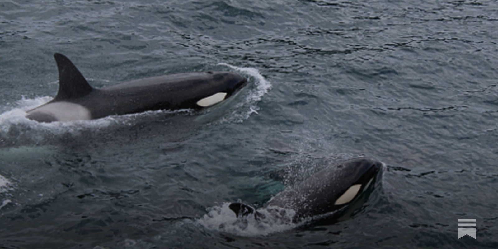 Do Orca Grandmothers Spoil Their Grandkids Too?