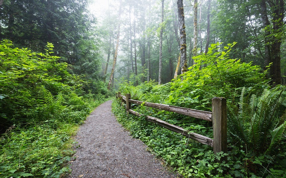 A path through an overgrown woods.