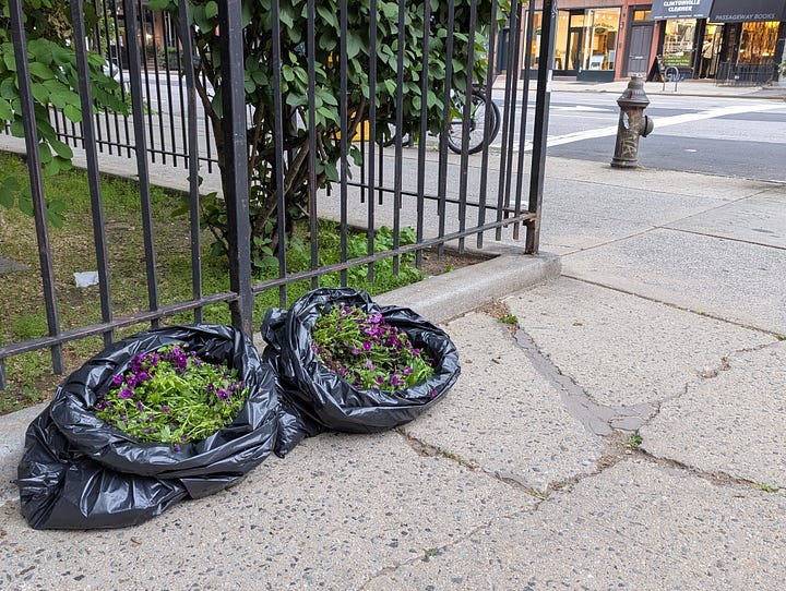 1. two black garbage bins filled with pansie flowers in soil are sitting on a sidewalk. In the background there is a fire hydrant. 2. POV of legs in urban sneakers and jeans with a stencil graffiti of a weightlifting rat wearing a "We LOVE NYC" t-shirt.