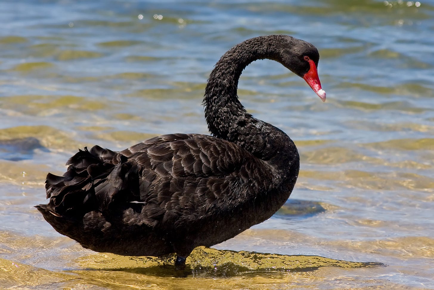 Black swan theory - Wikipedia