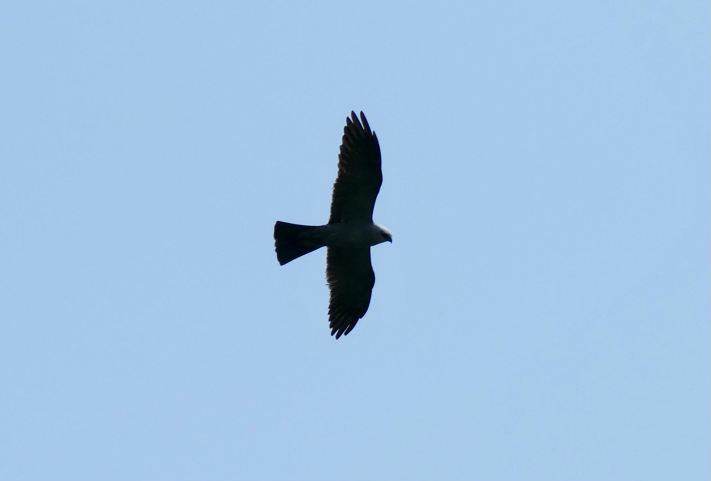 Raptor in flight, silhouetted
