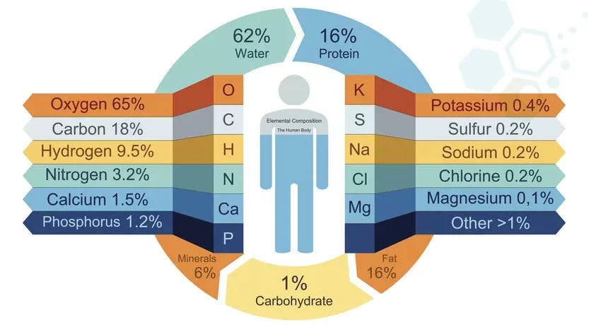 human-body-compositon human-body-compositon