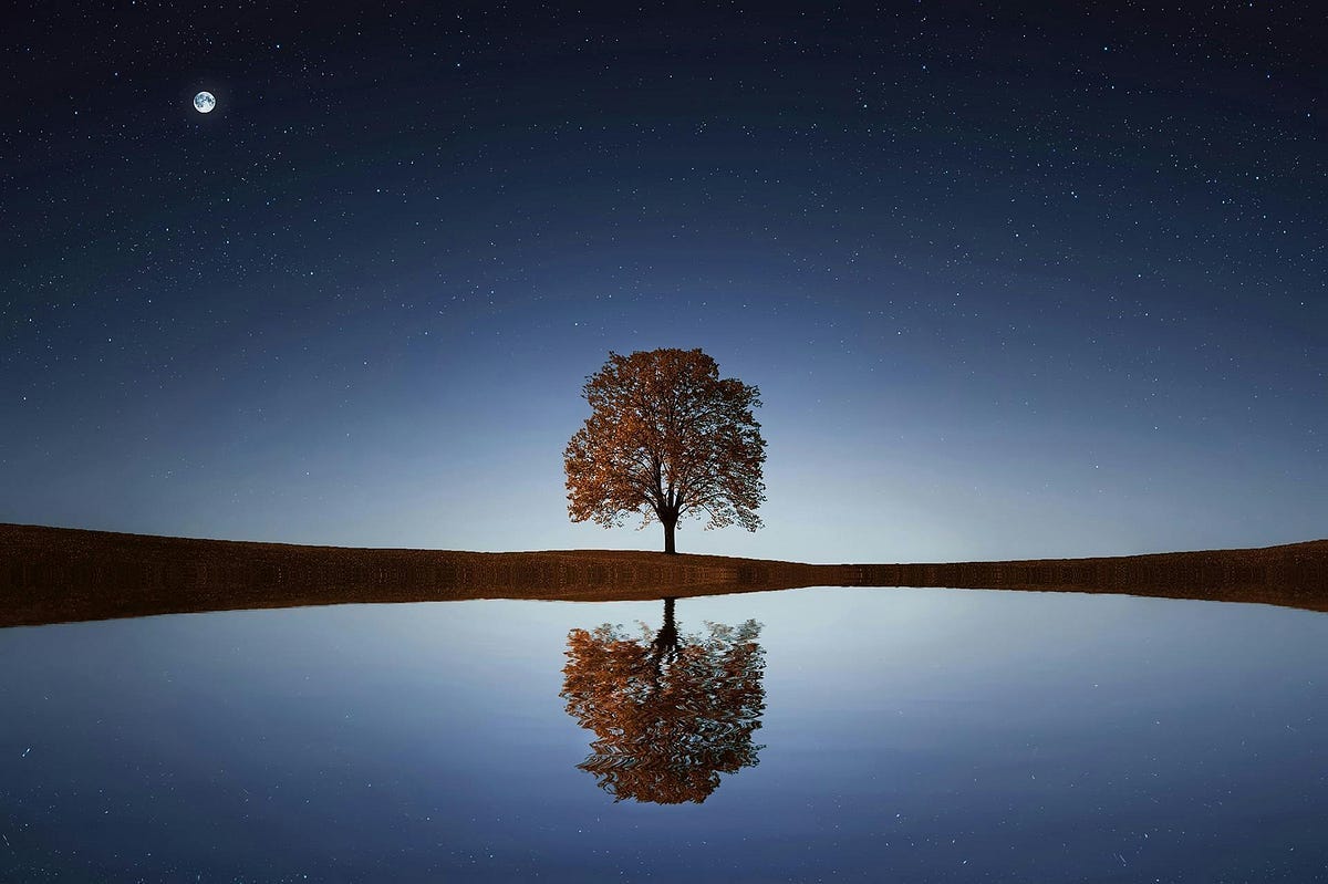 Tree and reflection in water