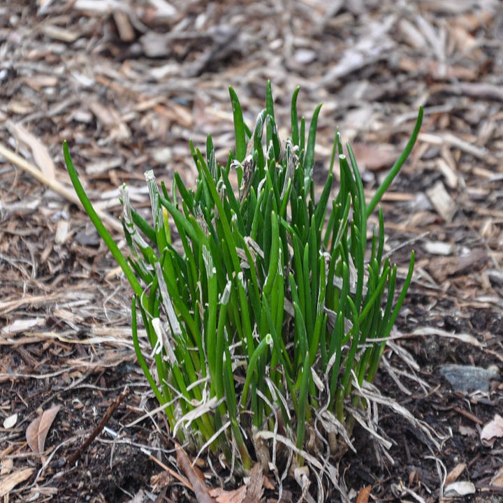Diptych: Left image a bunch of sprigs of green chives emerge from the brown earth; right - a rusted knife rests on a wooden cutting board next to a pile of cut green chive stems.