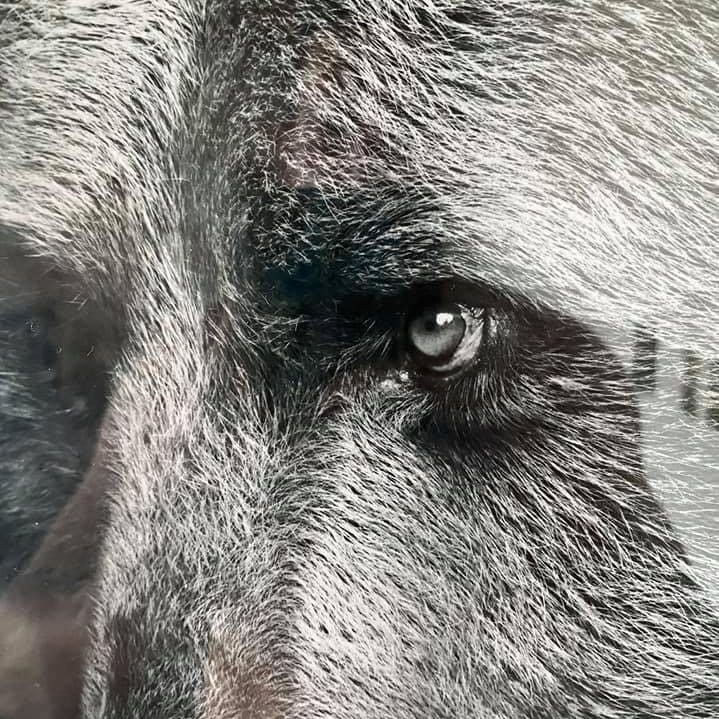 Substack profile picture for @bearable