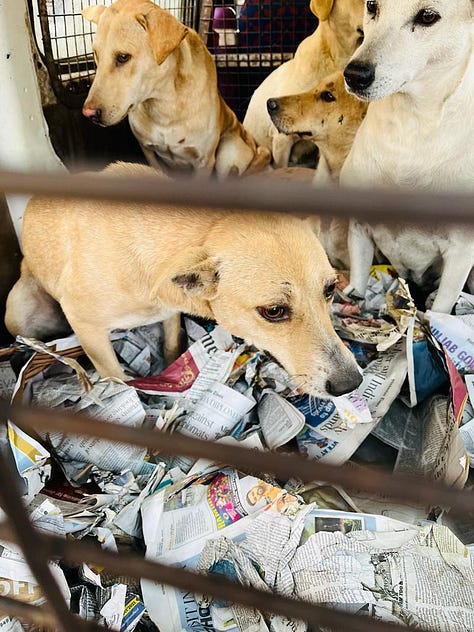 Images of adorable doggos being transported for their spay/neuter and vaccination.