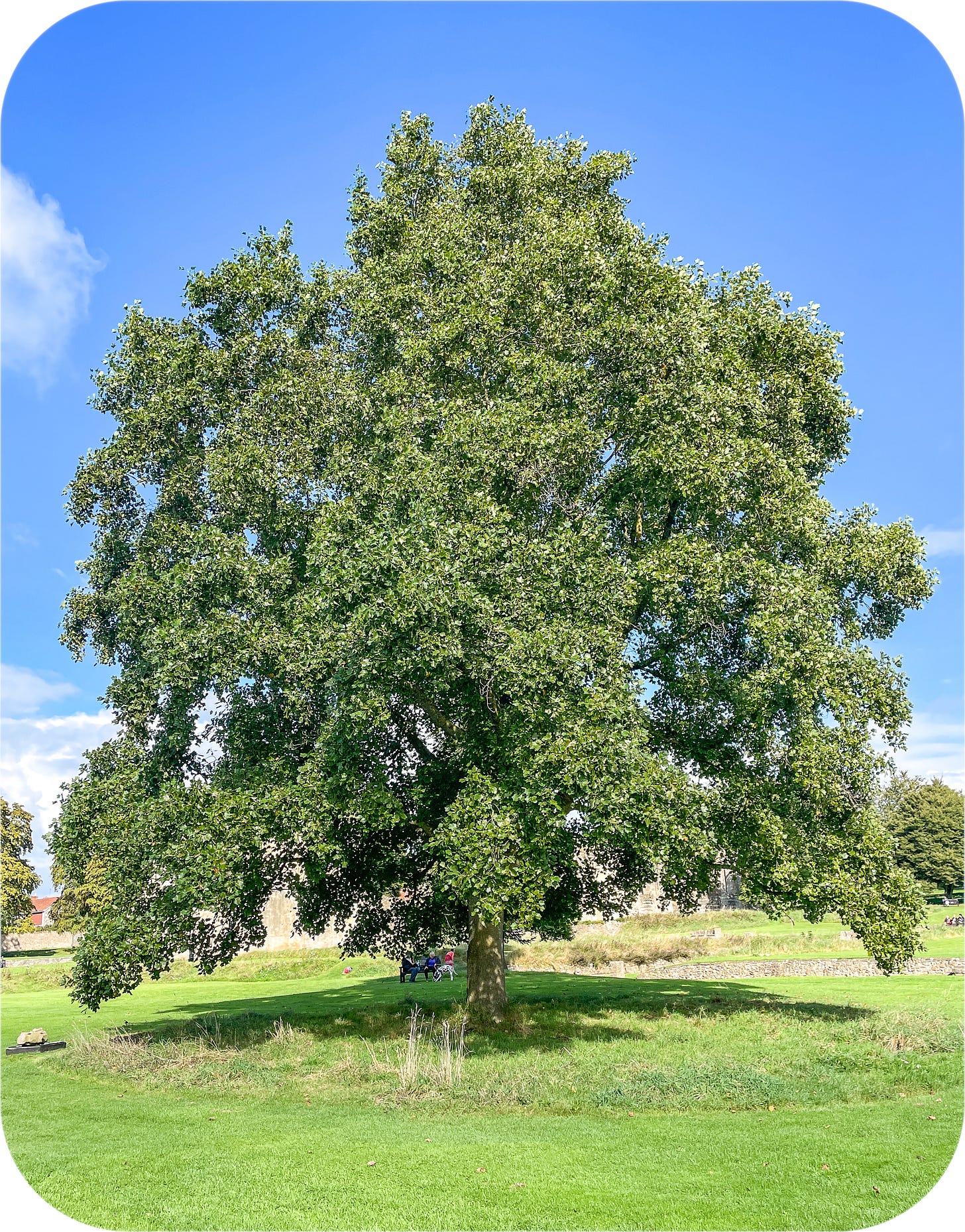 Tree near Glastonbury Abbey