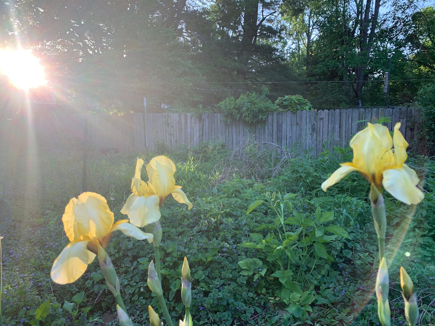 The sun shining through yellow flowers at the end of the afternoon The sun shining through yellow flowers at the end of the afternoon