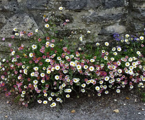 Erigeron karvinskianus (Crazy Daisy)