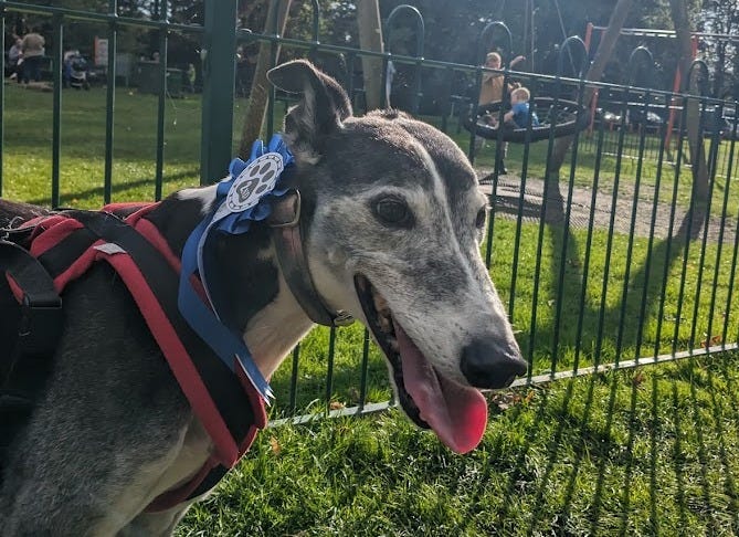 Potter is an elderly greyhound with black and white fur, which is mostly grey now, he is panting and standing with a blue rosette on his collar that reads "2nd place" It's a sunny day and there's a kids play park in the background.
