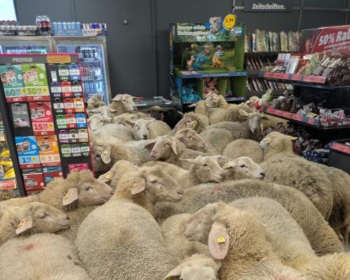 A huge crowd of sheep in between store aisles A huge crowd of sheep in between store aisles