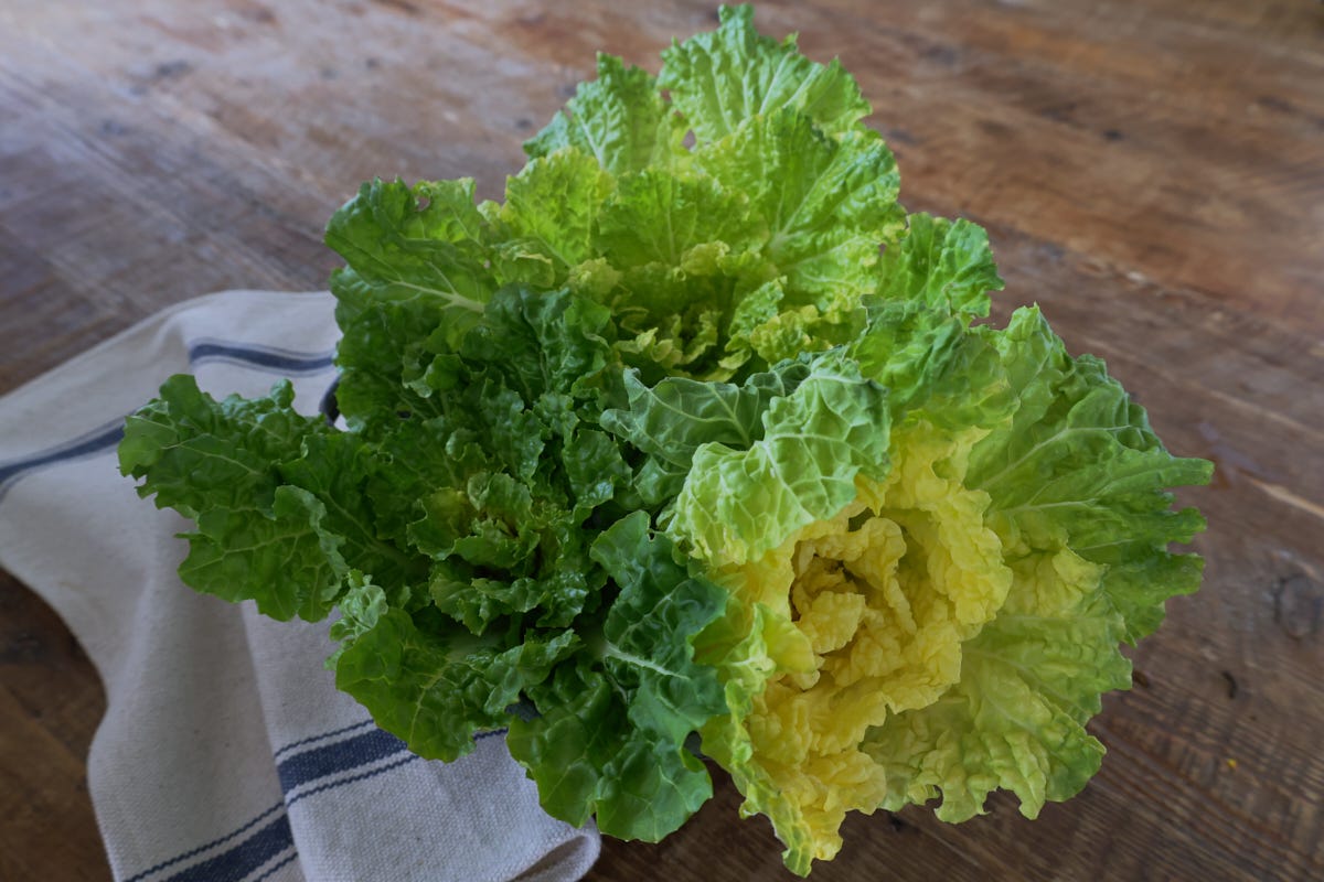 chines cabbages in a colander with a kitchen towel chines cabbages in a colander with a kitchen towel