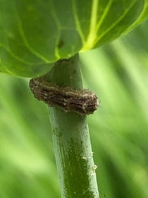 Hoverfly larva in search of aphids