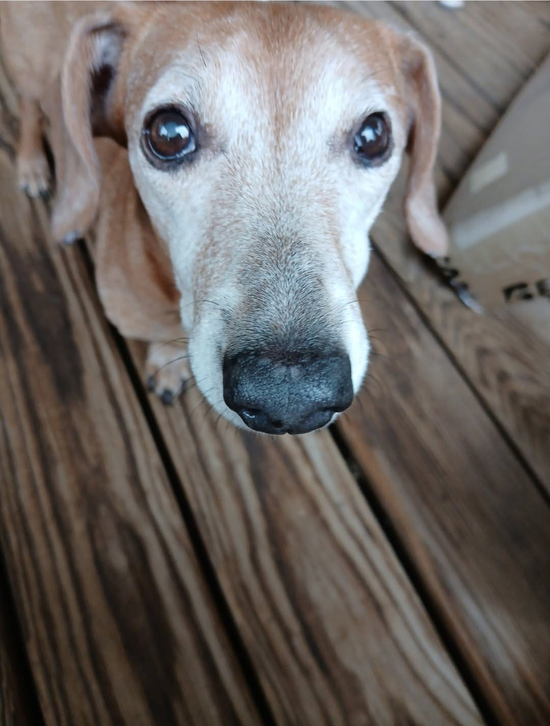 May be an image of dog