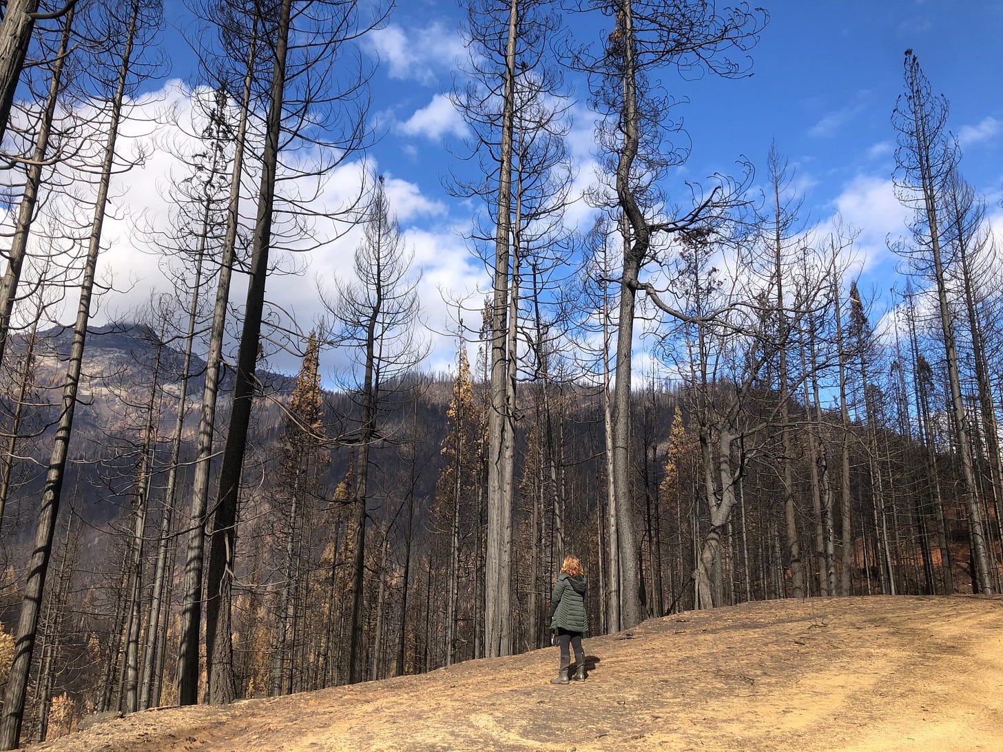 Ana stands on a mountain in LA staring up at barren trees on a sunny day with some white clouds