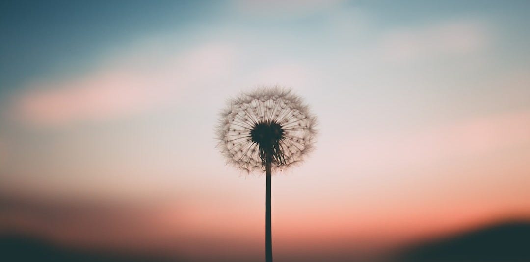 person holding dandelion flower