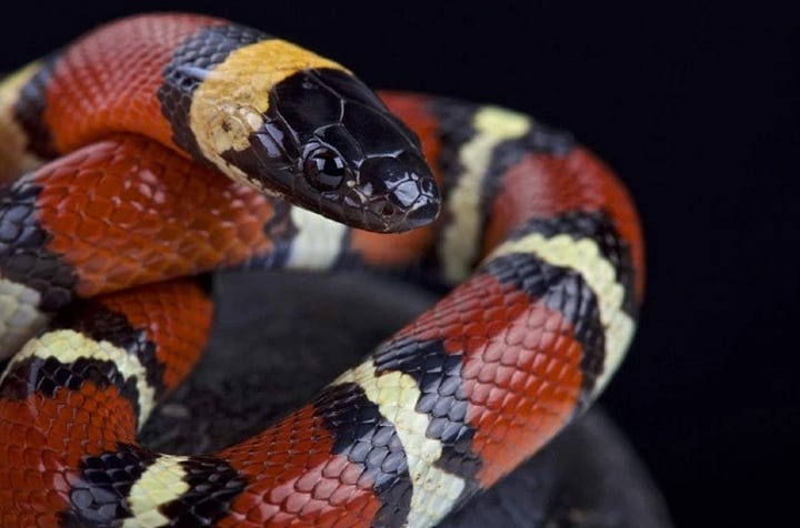 Coral Snake (L) vs Milk Snake (R)