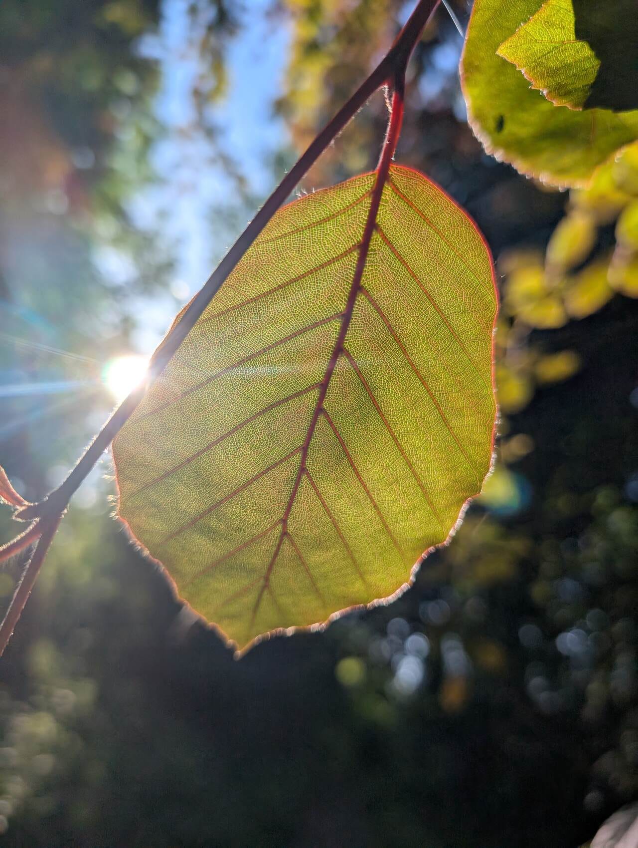 Beech leaf illuminated by the sun