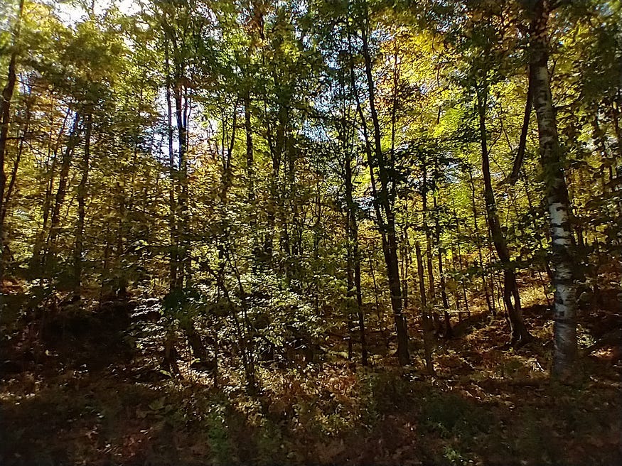 Sunlight shines through golden leaves in autumn, slender tree trunks are silhouetted.
