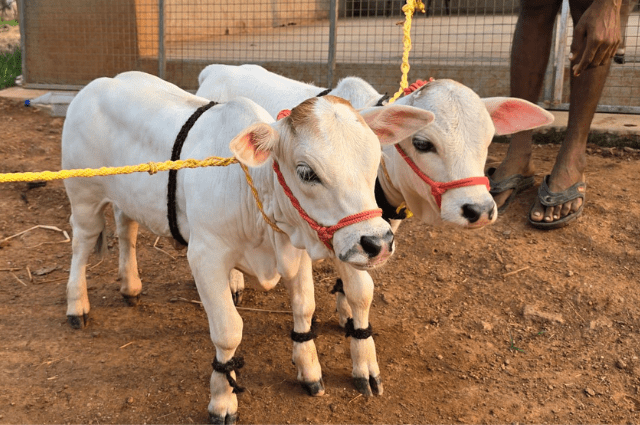 Sheltering Punganur Cows Across All Seasons: Best Practices - Petsfolio Sheltering Punganur Cows Across All Seasons: Best Practices - Petsfolio