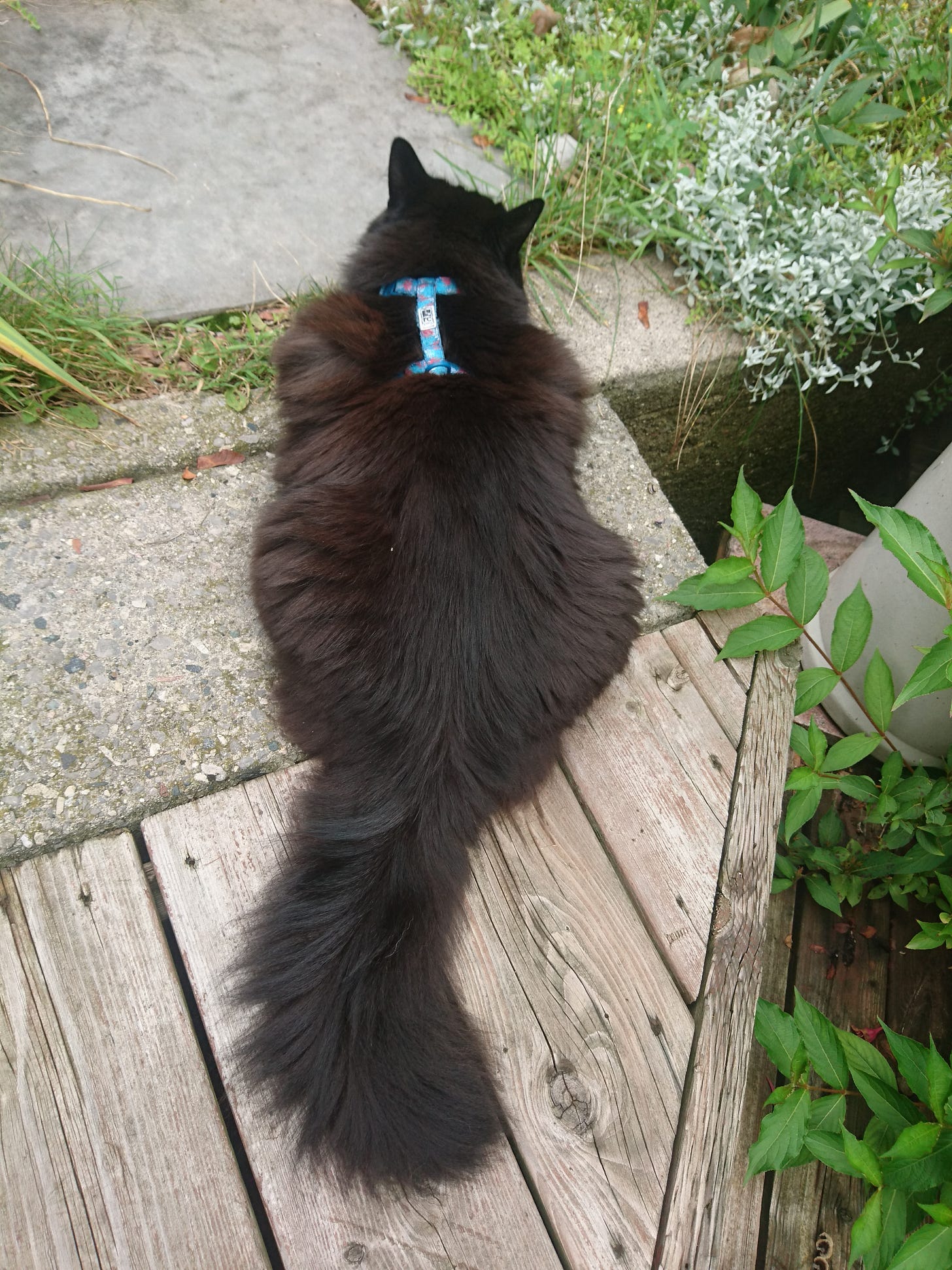 Black cat crouched on a cement step and flagstone path, looking away from the reader and into the garden of soft rounf leaves