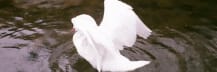 Tears From Heaven