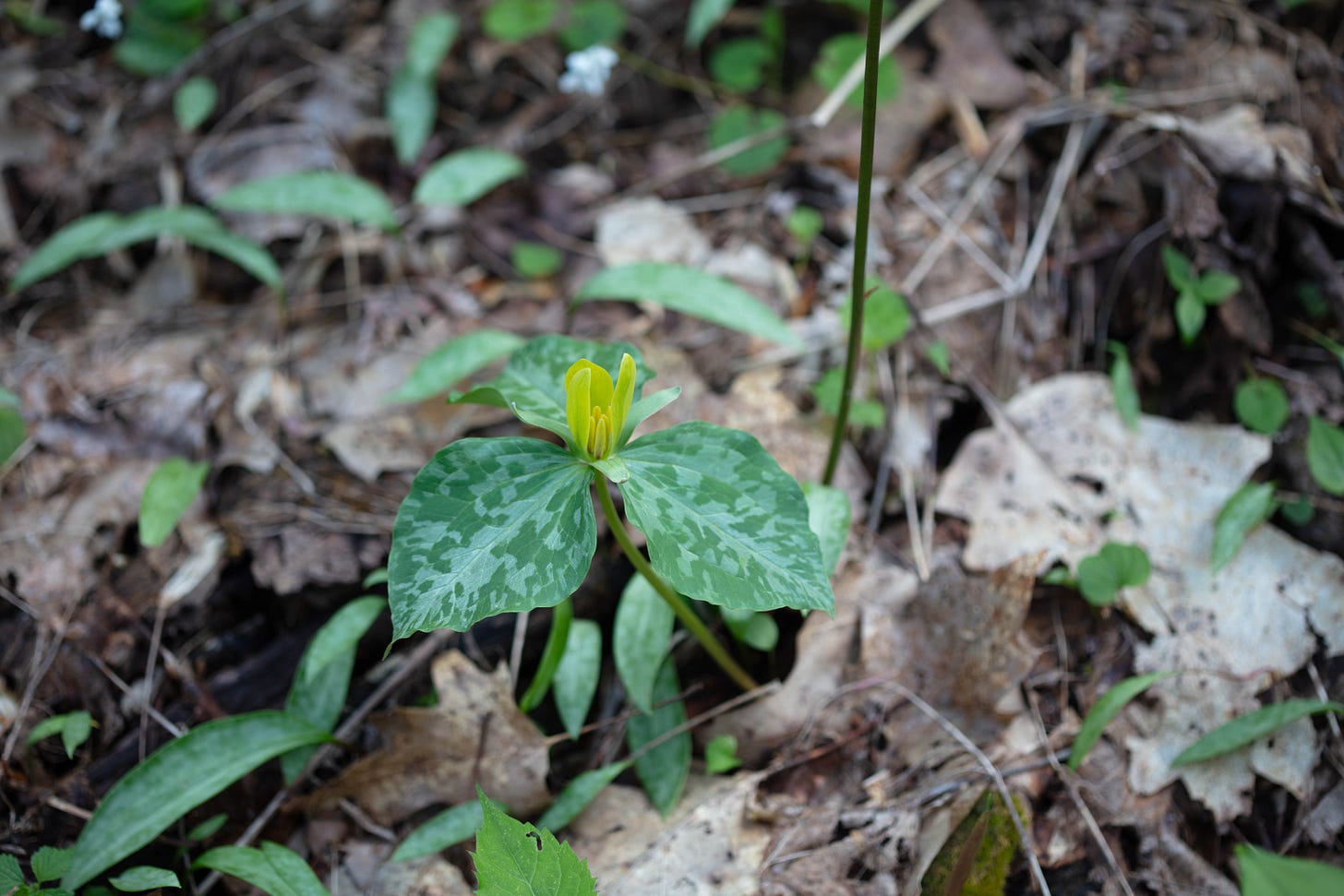 A trillium with three large mottled green leaves and a yellow flower that is sessile (held just above the leaves, against them, not on a stalk above the leaves.)