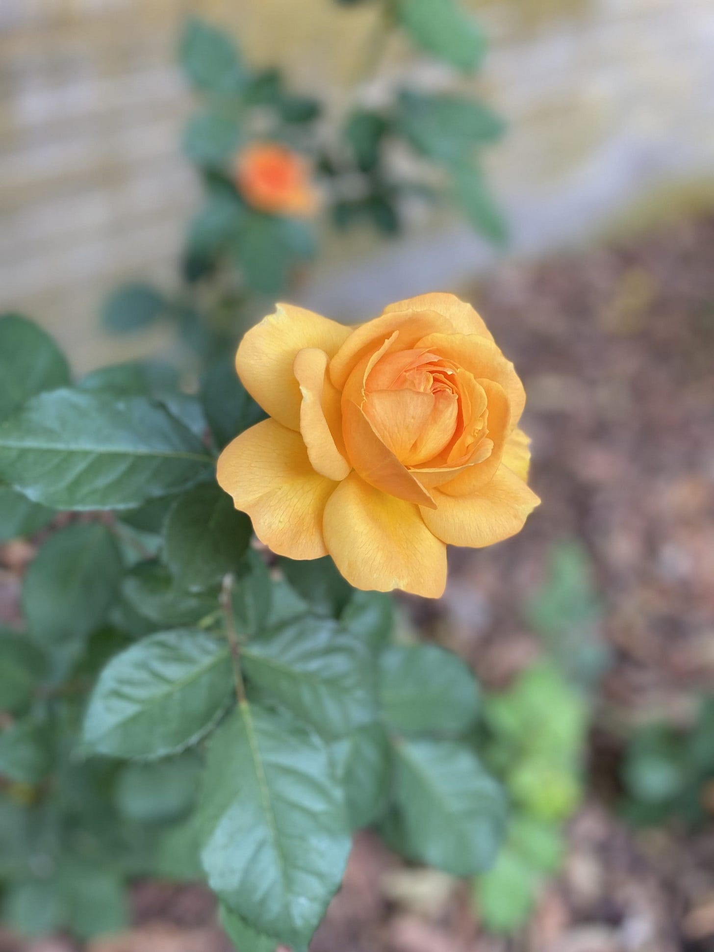 Current image: Good as Gold Hybrid Rose tinged with deep yellow and shades of orange and pink, My Forever Son, Beat Still My Heart: A Poem About Losing My Son to Suicide, What Happened? and 5 ways suicide grief is different