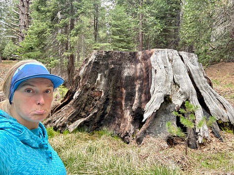 Photos of giant sequoia trees