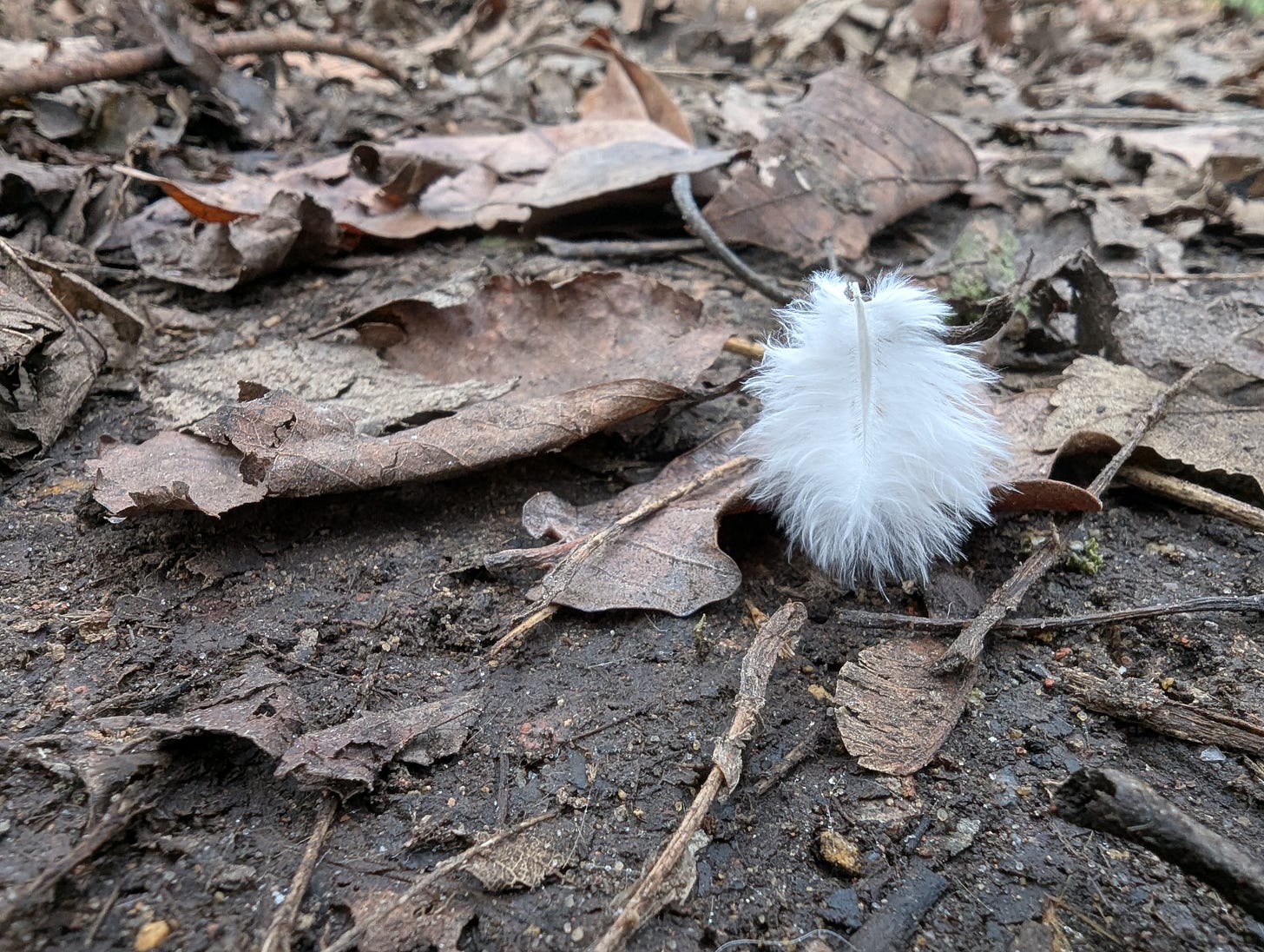 A fluffy white down feather on brown dirt and leaves