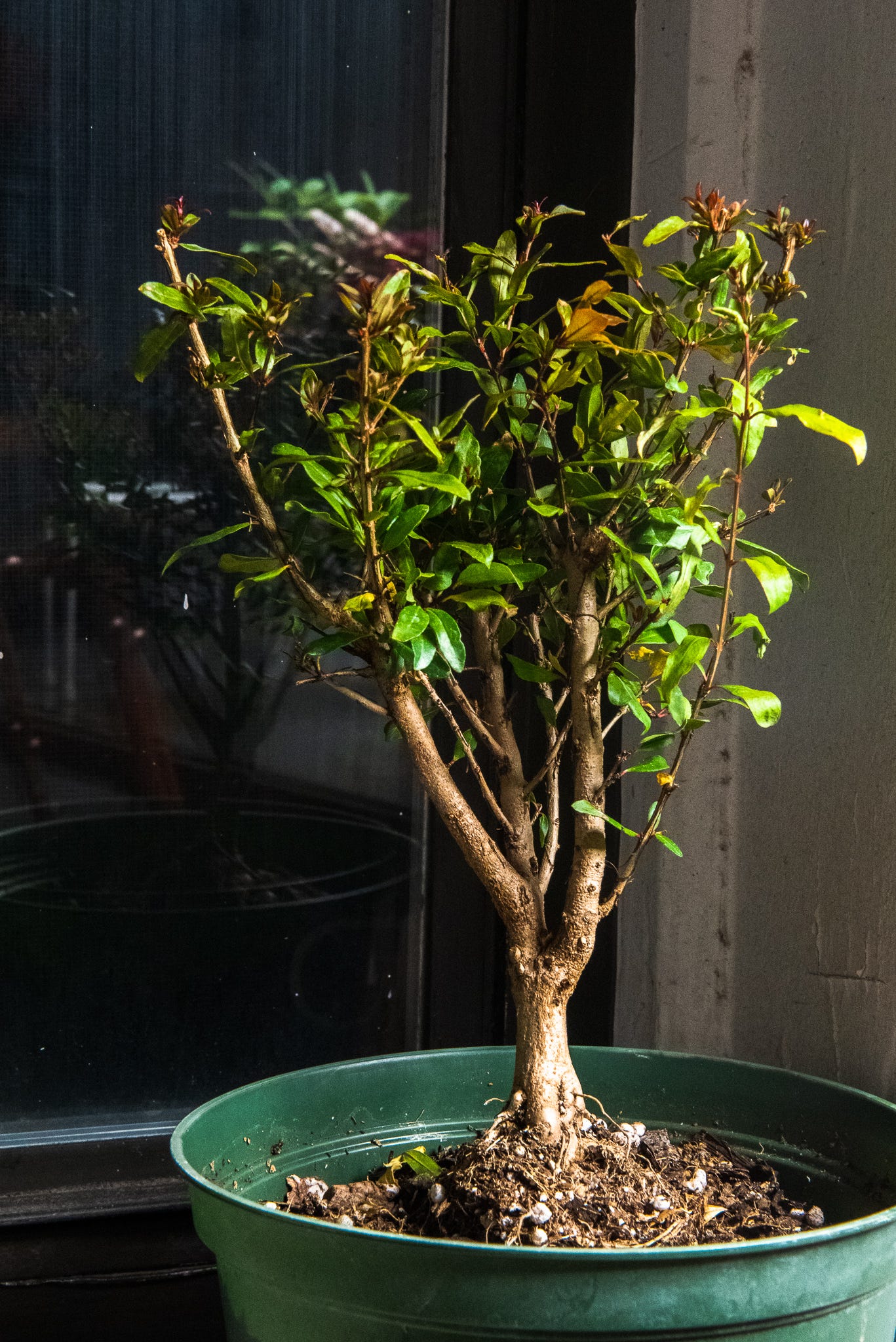 ID: Unstyled pomegranate pre bonsai