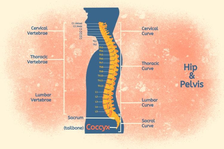 Tailbone (Coccyx) vis-à-vis Root Chakra Tailbone (Coccyx) vis-à-vis Root Chakra