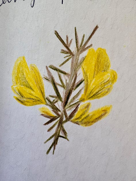 Pencil drawings of flowers, catkins and a pheasant