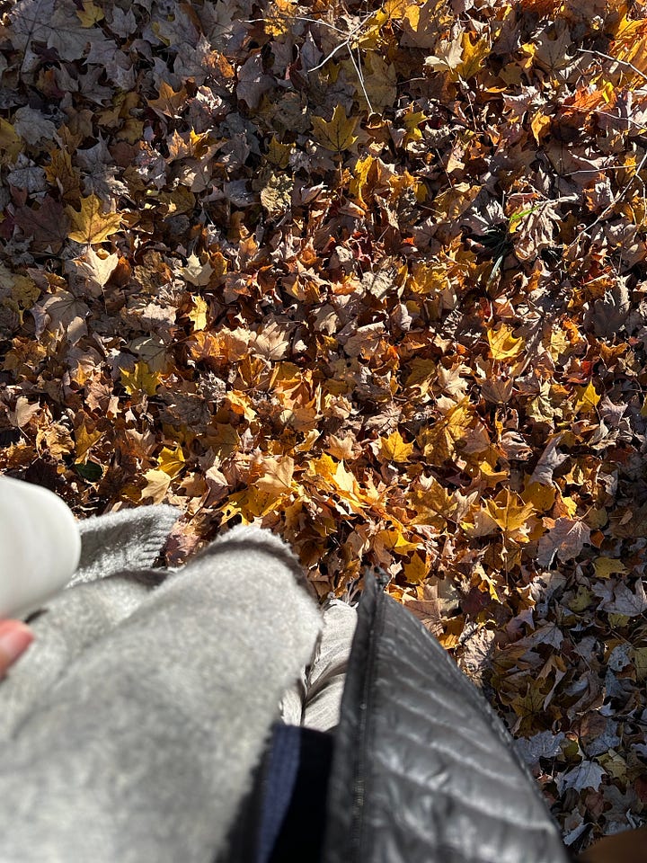 shorter days, most of the leaves fallen