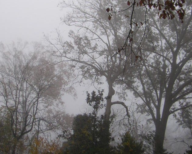 Bare trees and some with leaves on a very foggy day