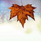 🍁 The Leaf