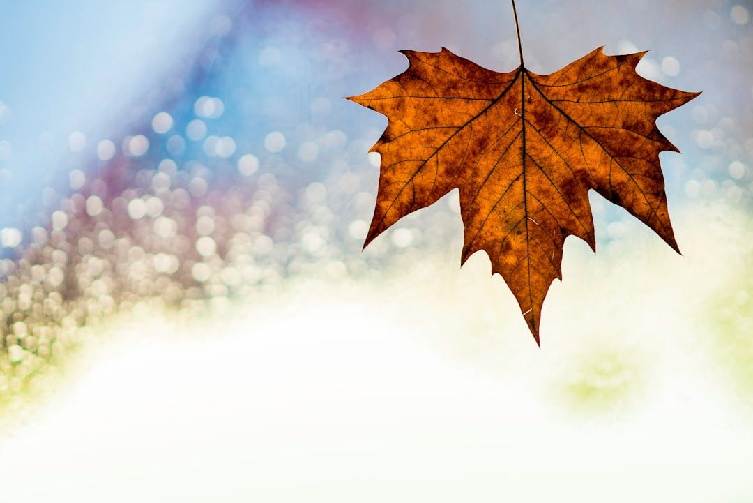 maple leaf illustration maple leaf illustration