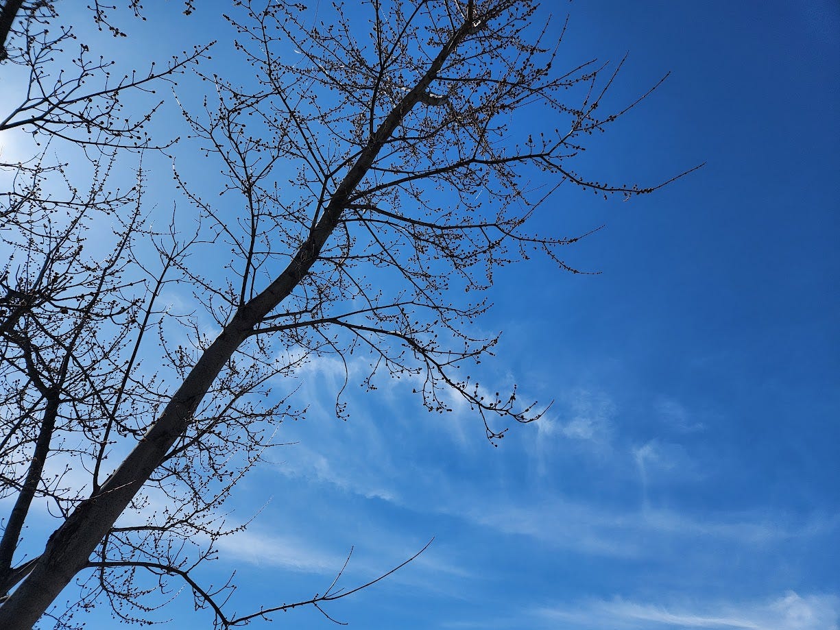 Picture of a tree budding against a sky with wispy clouds.